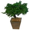 Bonsai Boy p1308 8 in. Monterey Juniper Preserved Bonsai Tree view 1