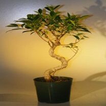 Bonsai Boy e2242 Pre Ficus Retusa Tree - Large