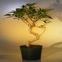 Bonsai Boy e2242 Pre Ficus Retusa Tree - Large