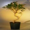Bonsai Boy e2242 Pre Ficus Retusa Tree - Large view 1