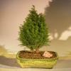 Bonsai Boy e2460 European Cypress Evergreen Bonsai Tree - Chamaecypari Iawsoniana Ellwoodii view 1