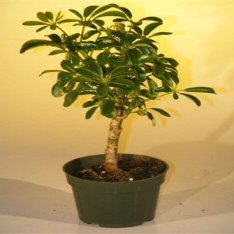 Bonsai Boy e2249 Pre Bonsai Hawaiian Umbrella Bonsai Tree - Arboricola Schefflera Luseanne - Small