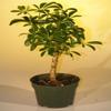 Bonsai Boy e2249 Pre Bonsai Hawaiian Umbrella Bonsai Tree - Arboricola Schefflera Luseanne - Small view 1