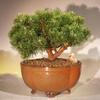 Bonsai Boy e3167 Mugo Pine Bonsai Tree - Pinus Mugo Valley Cushion - Large view 1
