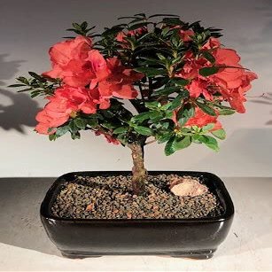 Bonsai Boy e3206 Flowering Tropical Duc De Rohan Azalea Bonsai Tree - Southern Indica