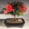 Bonsai Boy e3206 Flowering Tropical Duc De Rohan Azalea Bonsai Tree - Southern Indica view 1