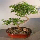 Bonsai Boy e3212 Curved Trunk Style Flowering Sweet Plum Tree - Sageretia Theezans - Medium