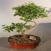 Bonsai Boy e3212 Curved Trunk Style Flowering Sweet Plum Tree - Sageretia Theezans - Medium view 1