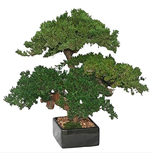 Bonsai Boy p1322 Monterey Juniper Triple Trunk Preserved Bonsai Tree