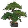 Bonsai Boy p1322 Monterey Juniper Triple Trunk Preserved Bonsai Tree view 1