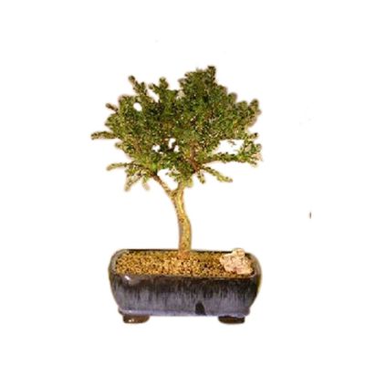 Bonsai Boy e3136 Chinese Seiju Elm Tree - Upright Ball Style - Ulmus Parvifolia Seiju