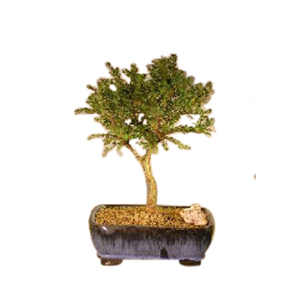 Bonsai Boy e3136 Chinese Seiju Elm Tree - Upright Ball Style - Ulmus Parvifolia Seiju