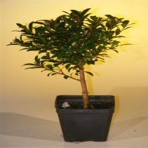 Bonsai Boy e2247 Pre Bonsai Flowering Brush Cherry Bonsai Tree - Eugenia Myrtifolia - Small