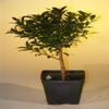 Bonsai Boy e2247 Pre Bonsai Flowering Brush Cherry Bonsai Tree - Eugenia Myrtifolia - Small view 1