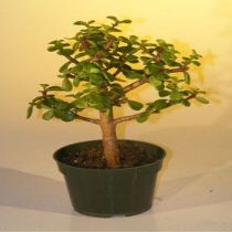 Bonsai Boy e2248 Pre Bonsai Baby Jade Bonsai Tree - Portulacaria Afra - Medium