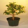 Bonsai Boy e2248 Pre Bonsai Baby Jade Bonsai Tree - Portulacaria Afra - Medium view 1