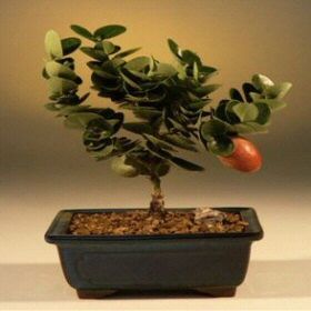Bonsai Boy d1308 Flowering Dwarf Plum Tree - Carissa Macrocarpa - Small