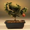 Bonsai Boy d1308 Flowering Dwarf Plum Tree - Carissa Macrocarpa - Small view 1