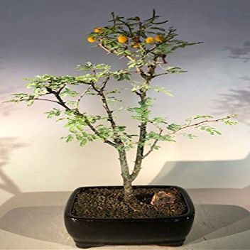 Bonsai Boy e1484 Flowering Dwarf Sweet Acacia Bonsai Tree - Acacia Farnesiana
