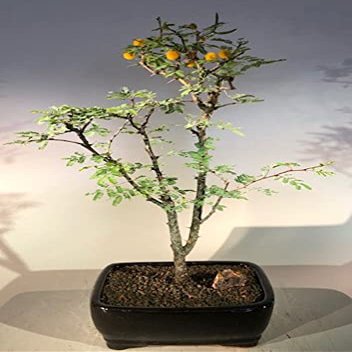 Bonsai Boy e1484 Flowering Dwarf Sweet Acacia Bonsai Tree - Acacia Farnesiana