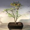 Bonsai Boy e1484 Flowering Dwarf Sweet Acacia Bonsai Tree - Acacia Farnesiana view 1