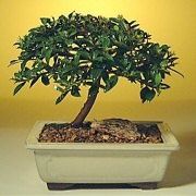 Bonsai Boy c1279 Flowering Brush Cherry Bonsai Tree - Eugenia Myrtifolia - Small