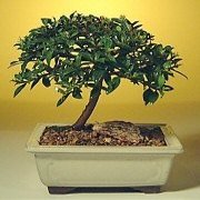 Bonsai Boy c1279 Flowering Brush Cherry Bonsai Tree - Eugenia Myrtifolia - Small