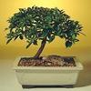 Bonsai Boy c1279 Flowering Brush Cherry Bonsai Tree - Eugenia Myrtifolia - Small view 1