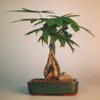Bonsai Boy c1285 Braided Money Bonsai Tree with Good Luck Tree - Pachira Aquatica - Medium view 1