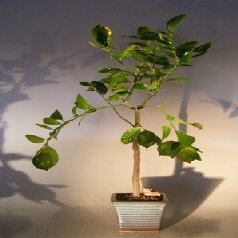 Bonsai Boy e2013 Flowering Persian Lime Bonsai Tree - Citrus Latifolia