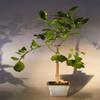 Bonsai Boy e2013 Flowering Persian Lime Bonsai Tree - Citrus Latifolia view 1
