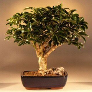 Bonsai Boy e1471 Hawaiian Umbrella Bonsai Tree - Arboricola Schefflera Luseanne - Large