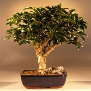 Bonsai Boy e1471 Hawaiian Umbrella Bonsai Tree - Arboricola Schefflera Luseanne - Large