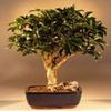 Bonsai Boy e1471 Hawaiian Umbrella Bonsai Tree - Arboricola Schefflera Luseanne - Large view 1