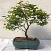 Bonsai Boy c1266 Flowering Jaboticaba Bonsai Tree - Eugenia Cauliflora - Large view 1