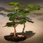 Bonsai Boy e3176 Wine Grape Bonsai Tree - Chardonnay