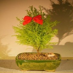 Bonsai Boy e3157 Lemon Cypress Bonsai Tree - Cupressus Macrocarpa