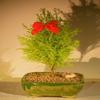 Bonsai Boy e3157 Lemon Cypress Bonsai Tree - Cupressus Macrocarpa view 1