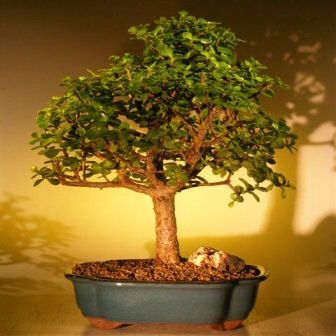 Bonsai Boy a1038 Baby Jade Bonsai Tree - Portulacaria Afra - Extra Large