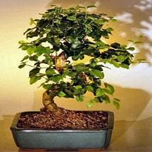 Bonsai Boy b1184 Flowering Ligustrum Bonsai Tree with Curved Trunk - Ligustrum Lucidum - Medium