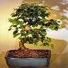 Bonsai Boy b1184 Flowering Ligustrum Bonsai Tree with Curved Trunk - Ligustrum Lucidum - Medium view 1