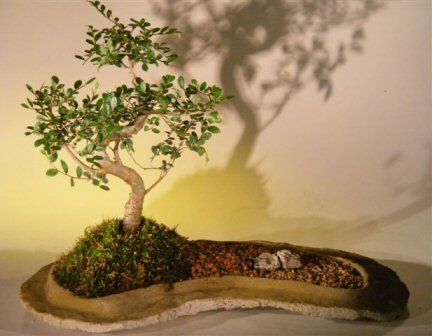Bonsai Boy e2353 Chinese Elm Bonsai Tree On Rock Slab - Ulmus Parvifolia