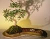 Bonsai Boy e2353 Chinese Elm Bonsai Tree On Rock Slab - Ulmus Parvifolia view 1