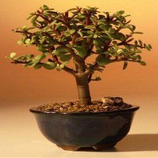 Bonsai Boy d1317 Baby Jade Bonsai Tree - Portulacaria Afra - Small