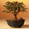 Bonsai Boy d1317 Baby Jade Bonsai Tree - Portulacaria Afra - Small view 1