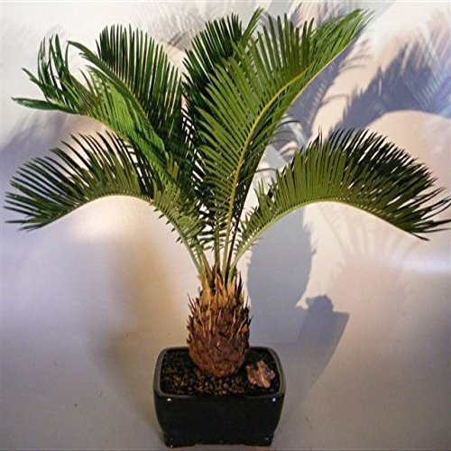 Bonsai Boy e3162 Sago Palm Bonsai Tree - Cycas Revoluta