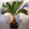 Bonsai Boy e3162 Sago Palm Bonsai Tree - Cycas Revoluta view 1