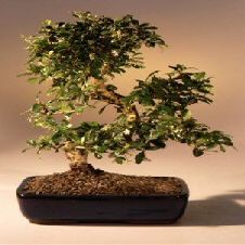 Bonsai Boy e2791 Fukien Tea Flowering Bonsai Tree with Curved Trunk Style - Ehretia Microphylla - Extra Large