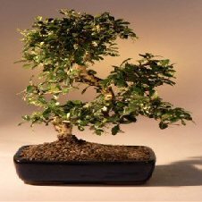 Bonsai Boy e2791 Fukien Tea Flowering Bonsai Tree with Curved Trunk Style - Ehretia Microphylla - Extra Large