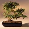 Bonsai Boy e2791 Fukien Tea Flowering Bonsai Tree with Curved Trunk Style - Ehretia Microphylla - Extra Large view 1